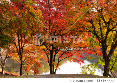 Autumn in Annaka City, Gunma Prefecture, Abt Road with autumn leaves, Lake Usui Autumn in Annaka City, Gunma Prefecture, Abt Road with autumn leaves, Lake Usui 113167228