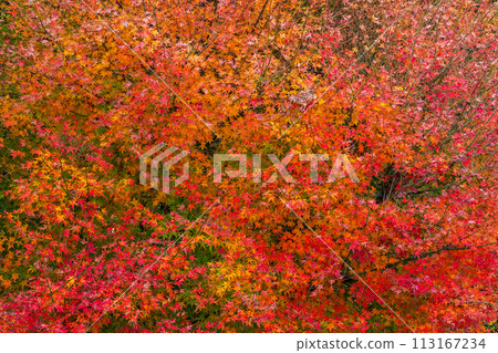 群馬縣安中市的秋天、紅葉的 Abt 路、碓冰湖 群馬縣安中市的秋天、紅葉的 Abt 路、碓冰湖 113167234
