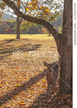 Autumn deer and fallen leaves Autumn deer and fallen leaves 113167314