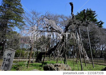 Fushihime cherry blossoms at Mamayama Koboji Temple are starting to bloom Fushihime cherry blossoms at Mamayama Koboji Temple are starting to bloom 113167339