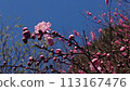 桃子開花發光在藍天 113167476