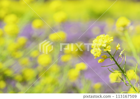 強姦開花花田 113167509