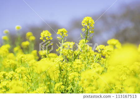Rape blossom flower field 113167513