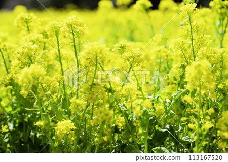Rape blossom flower field Rape blossom flower field 113167520