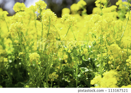 強姦開花花田 強姦開花花田 113167521