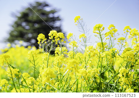 強姦開花花田 強姦開花花田 113167523