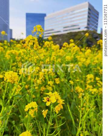 Spring Tokyo rape blossom field 113167711