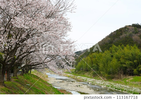 河邊櫻花盛開,春意盎然 河邊櫻花盛開,春意盎然 113167718