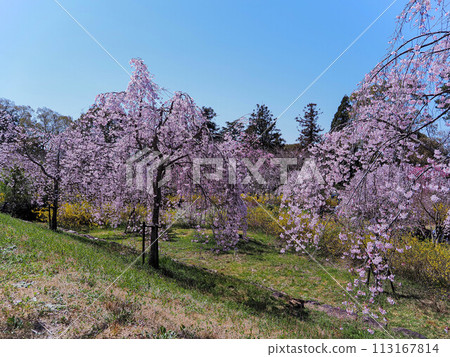 Hyogo Prefecture Kakogawa Munosayakujin Hachiman Shrine Weeping Cherry Blossoms Hyogo Prefecture Kakogawa Munosayakujin Hachiman Shrine Weeping Cherry Blossoms 113167814