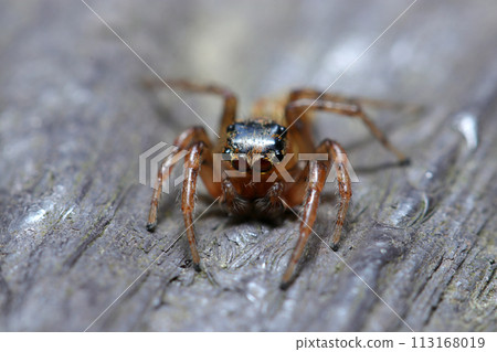 Dönitz jumping spider posing in spring (natural light + strobe, macro close-up photography) Dönitz jumping spider posing in spring (natural light + strobe, macro close-up photography) 113168019