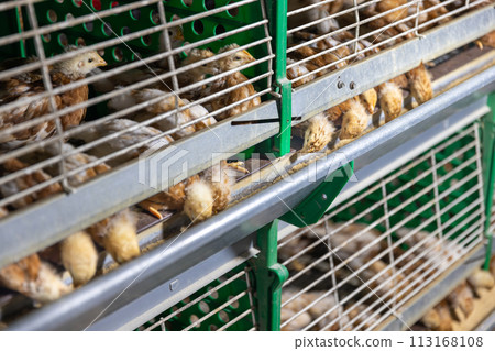 Automated feeding chickens in cage systems within close housing environments. Automated feeding chickens in cage systems within close housing environments. 113168108