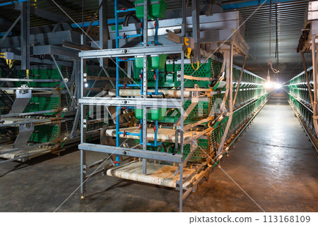 Automatic feeding and water in pullets farm.  Poultry Farm Cages. 113168109