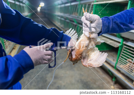 Disease prevention in chickens. Pullets vaccination in close farm, temperature and light control , Thailand. 113168112