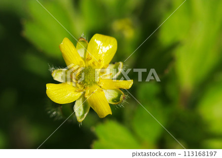 可愛、光澤的黃色睡蓮花朵（自然光+閃光燈、微距特寫攝影） 113168197