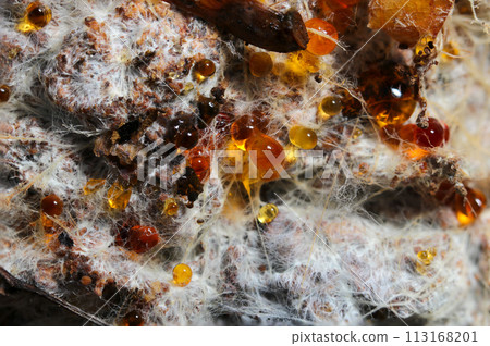 Under a rotten tree, a carpet of white mycelia bundles and beautiful amber droplets of sap (natural light + strobe, macro close-up photography) 113168201