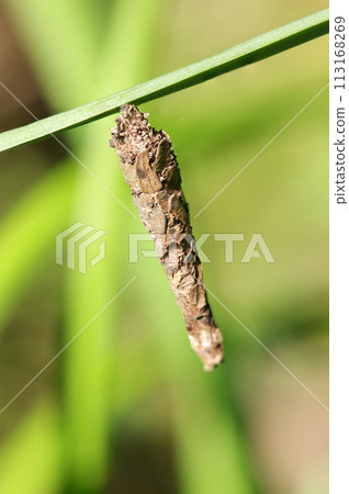 Bagworm house hanging from a stem under bright spring sunlight (natural light + strobe, macro close-up photography) 113168269