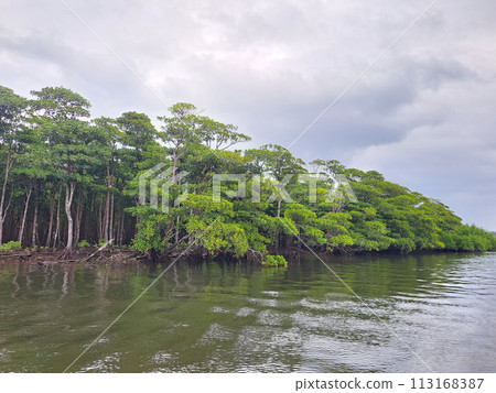 Okinawa Iriomote Island Nakama River Mangrove Cruise 113168387