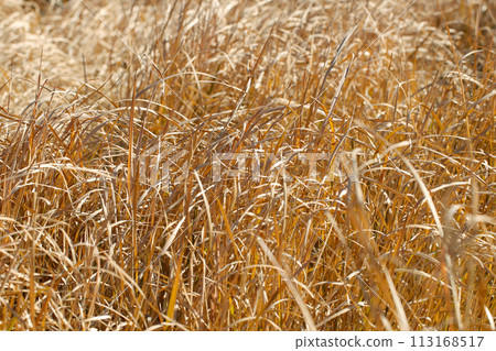 枯萎的茅草叢在風中搖曳的影像被紅色和金色修飾，呈現出明亮的風景。 113168517