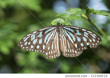 棲息在樹葉上 113168518