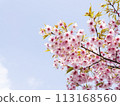 Kawazu cherry blossoms in the blue sky 113168560
