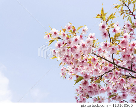 Kawazu cherry blossoms in the blue sky Kawazu cherry blossoms in the blue sky 113168560