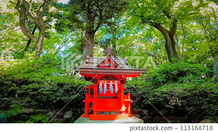 Itsukushima Shrine, a shrine in the precincts of Kumano Shrine, surrounded by fresh greenery 113168718