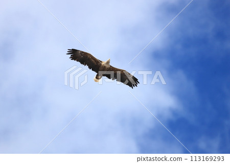 White-tailed eagle soaring in the sky 113169293