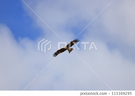 Tobi flying in the sky Tobi 113169295