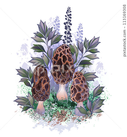 Three morel mushrooms 113169308