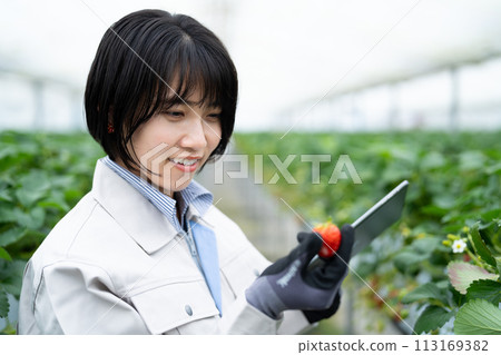 Young woman checking on strawberries 113169382