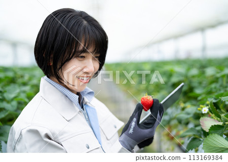 Young woman in work clothes checking strawberries 113169384