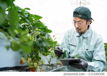 Senior man in work clothes checking strawberries 113169390