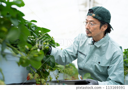 Senior man in work clothes checking strawberries Senior man in work clothes checking strawberries 113169391
