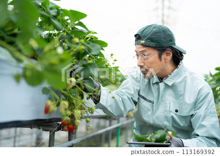 Senior man in work clothes checking strawberries Senior man in work clothes checking strawberries 113169392
