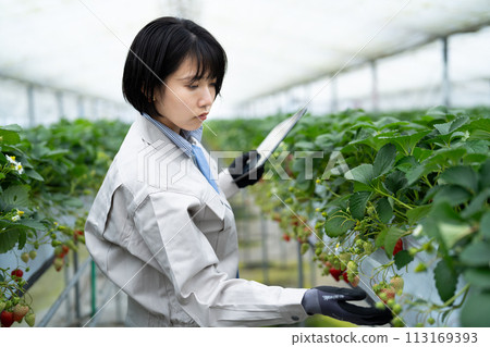 Young woman in work clothes checking strawberries Young woman in work clothes checking strawberries 113169393