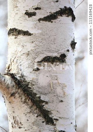Bark Shirakaba white birch tree fine grain 113169428