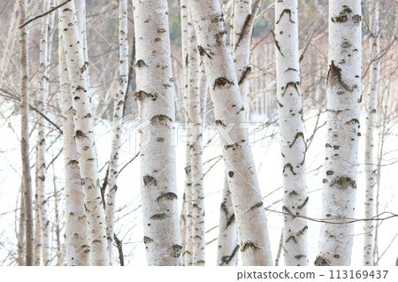 Bark, white birch, birch forest, white birch tree, fine details Bark, white birch, birch forest, white birch tree, fine details 113169437