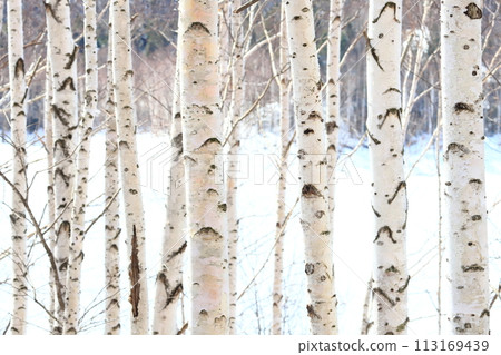 Bark, white birch, birch forest, white birch tree, fine details Bark, white birch, birch forest, white birch tree, fine details 113169439