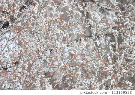 褪色柳花 北海道春天的風景 褪色柳花 北海道春天的風景 113169558