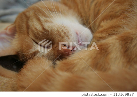 A cat nap 113169957