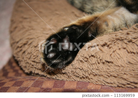 Cat paws 113169959