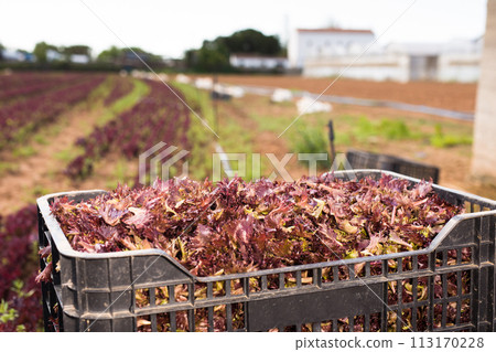 Fresh red lettuce in boxes on plantation 113170228