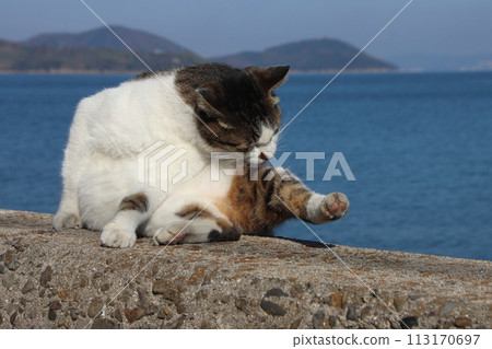 A cat on an island in the Seto Inland Sea, a cat relaxing on the embankment [Sayagi Island, Kagawa Prefecture] 113170697