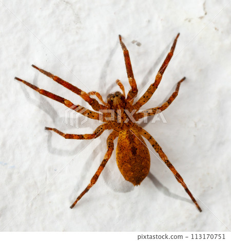 Brown spider on white wall 113170751