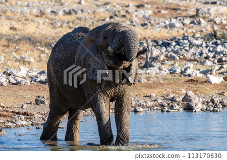 African Elephant in Etosha 113170830