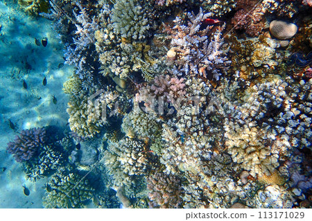 coral reef from the Red sea coral reef from the Red sea 113171029