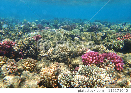 coral reef from the Red sea 113171040