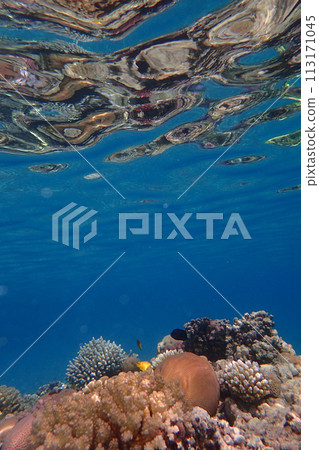 coral reef from the Red sea 113171045
