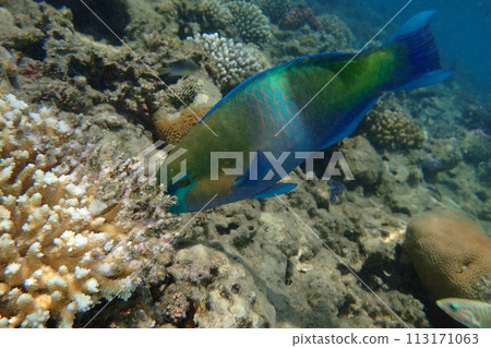 parrot fish from coral reef 113171063