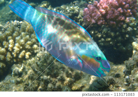 parrot fish from coral reef parrot fish from coral reef 113171083